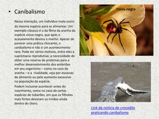 • Canibalismo
Nessa interação, um indivíduo mata outro
da mesma espécie para se alimentar. Um
exemplo clássico é o da fêma da aranha da
espécie viúva-negra, que após o
acasalamento devora o macho. Apesar de
parecer uma prática chocante, o
canibalismo é não é um acontecimento
raro. Pode ter vários motivos, entre eles a
supremacia reprodutiva; a necessidade de
obter uma reserva de proteínas para o
melhor desenvolvimento dos embriões
em seu organismo – como no caso da
aranha – e a rivalidade, seja por escassez
de alimento ou pelo aumento excessivo
na população da espécie.
Podem inclusive acontecer antes do
nascimento, como no caso de certas
espécies de tubarões, em que os filhotes
mais fortes devoram os irmãos ainda
dentro do útero.
Viúva-negra
Link da notícia de crocodilo
praticando canibalismo
 