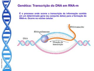 Genética: Transcrição do DNA em RNA-m

                    É o processo onde ocorre a transcrição da informação contida
                    em um determinado gene (ou conjunto deles) para a formação do
                    RNA-m. Ocorre no núcleo celular.
Kristian Wessman
 