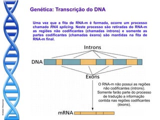 Genética: Transcrição do DNA

                    Uma vez que a fita de RNA-m é formada, ocorre um processo
                    chamado RNA splicing. Neste processo são retiradas do RNA-m
                    as regiões não codificantes (chamadas íntrons) e somente as
                    partes codificantes (chamadas éxons) são mantidas na fita de
                    RNA-m final.




                                                     O RNA-m não possui as regiões
                                                        não codificantes (íntrons).
                                                     Somente farão parte do processo
                                                       de tradução a informação
                                                     contida nas regiões codificantes
Kristian Wessman




                                                                 (éxons).
 