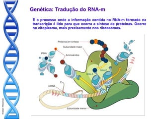 Genética: Tradução do RNA-m
                    É o processo onde a informação contida no RNA-m formado na
                    transcrição é lido para que ocorra a síntese de proteínas. Ocorre
                    no citoplasma, mais precisamente nos ribossomos.
Kristian Wessman
 