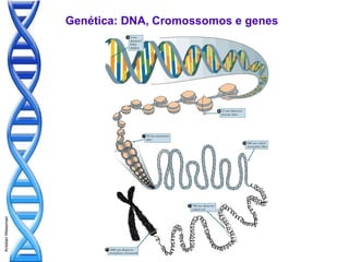 Genética: DNA, Cromossomos e genes
Kristian Wessman
 