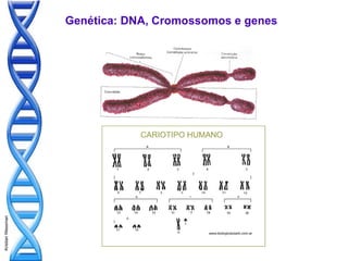 Genética: DNA, Cromossomos e genes
Kristian Wessman
 