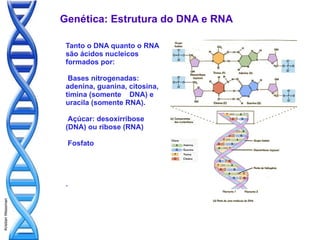 Genética: Estrutura do DNA e RNA

                    Tanto o DNA quanto o RNA
                    são ácidos nucleicos
                    formados por:

                     Bases nitrogenadas:
                    adenina, guanina, citosina,
                    timina (somente DNA) e
                    uracila (somente RNA).

                     Açúcar: desoxirribose
                    (DNA) ou ribose (RNA)

                        Fosfato




                    .
Kristian Wessman
 