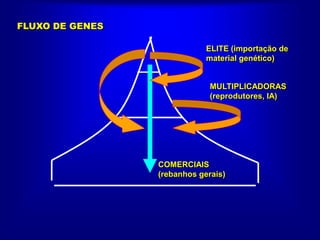 ELITE (importação de
material genético)
MULTIPLICADORAS
(reprodutores, IA)
COMERCIAIS
(rebanhos gerais)
FLUXO DE GENES
 