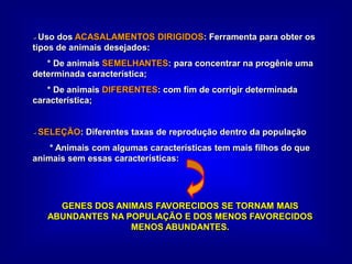 - Uso dos ACASALAMENTOS DIRIGIDOS: Ferramenta para obter os
tipos de animais desejados:
* De animais SEMELHANTES: para concentrar na progênie uma
determinada característica;
* De animais DIFERENTES: com fim de corrigir determinada
característica;
- SELEÇÃO: Diferentes taxas de reprodução dentro da população
* Animais com algumas características tem mais filhos do que
animais sem essas características:
GENES DOS ANIMAIS FAVORECIDOS SE TORNAM MAIS
ABUNDANTES NA POPULAÇÃO E DOS MENOS FAVORECIDOS
MENOS ABUNDANTES.
 