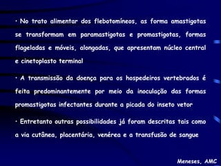 • No trato alimentar dos flebotomíneos, as forma amastigotas

se transformam em paramastigotas e promastigotas, formas

flageladas e móveis, alongadas, que apresentam núcleo central

e cinetoplasto terminal

• A transmissão da doença para os hospedeiros vertebrados é

feita predominantemente por meio da inoculação das formas

promastigotas infectantes durante a picada do inseto vetor

• Entretanto outras possibilidades já foram descritas tais como

a via cutânea, placentária, venérea e a transfusão de sangue



                                                     Meneses, AMC
 