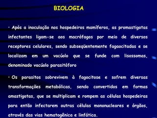 BIOLOGIA


• Após a inoculação nos hospedeiros mamíferos, as promastigotas

infectantes ligam-se aos macrófagos por meio de diversos

receptores celulares, sendo subseqüentemente fagaocitadas e se

localizam   em   um   vacúolo    que   se   funde   com   lisossomas,

denominado vacúolo parasitóforo

• Os parasitos sobrevivem à fagocitose e sofrem diversas

transformações    metabólicas,    sendo     convertidos   em   formas

amastigotas, que se multiplicam e rompem as células hospedeiras

para então infectarem outras células mononucleares e órgãos,

através das vias hematogênica e linfática.
 