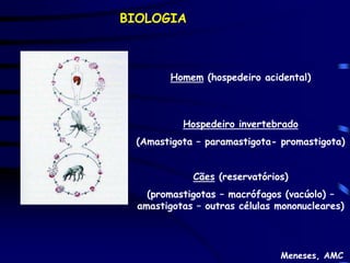 BIOLOGIA



        Homem (hospedeiro acidental)



           Hospedeiro invertebrado
 (Amastigota – paramastigota- promastigota)


             Cães (reservatórios)
    (promastigotas – macrófagos (vacúolo) –
  amastigotas – outras células mononucleares)




                               Meneses, AMC
 