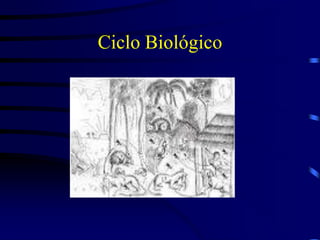 Ciclo Biológico
 