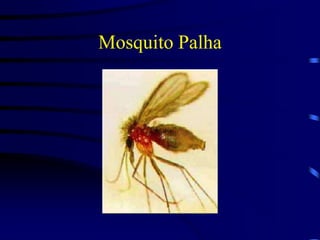 Mosquito Palha
 