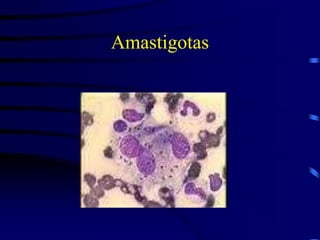 Amastigotas
 