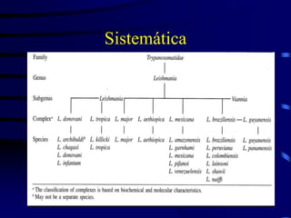 Sistemática
 