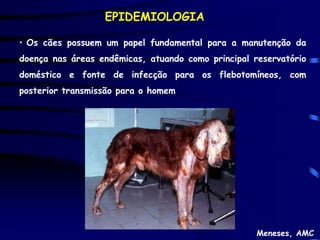 EPIDEMIOLOGIA

• Os cães possuem um papel fundamental para a manutenção da
doença nas áreas endêmicas, atuando como principal reservatório
doméstico e fonte de infecção para os flebotomíneos, com
posterior transmissão para o homem




                                                    Meneses, AMC
 