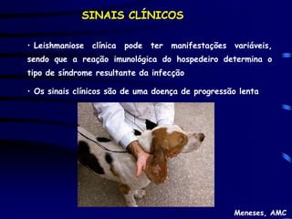 SINAIS CLÍNICOS

• Leishmaniose   clínica   pode   ter   manifestações   variáveis,
sendo que a reação imunológica do hospedeiro determina o
tipo de síndrome resultante da infecção

• Os sinais clínicos são de uma doença de progressão lenta




                                                        Meneses, AMC
 