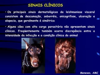 SINAIS CLÍNICOS
• Os principais sinais dermatológicos da leishmaniose visceral
consistem de descamação, seborréia, onicogrifose, ulceração e
alopecia, que geralmente é simétrica

• Alguns cães com alta carga parasitária não apresentam sinais
clínicos. Freqüentemente também ocorre discrepância entre a
intensidade da infecção e a condição clínica do animal




                                                         Meneses, AMC
 