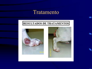 Tratamento
 
