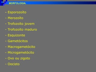 - Esporozoíto
- Merozoíto
- Trofozoíto jovem
- Trofozoíto maduro
- Esquizonte
- Gametócitos
- Macrogametócito
- Microgametócito
- Ovo ou zigoto
- Oocisto
MORFOLOGIA:
 