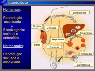 CICLO BIOLÓGICO
 
