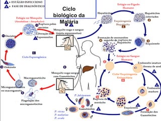 Ciclo Biológico: Esquizogônia
Ciclo Esquizogônico hemático
Exflagelação
30 min a 1 hora
Criptozoíto
10 a 17 dias
6 a 8 gametas
Ciclo
biológico da
Malária
 