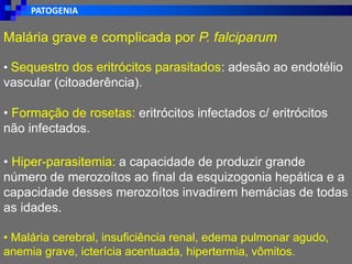PATOGENIA
Malária grave e complicada por P. falciparum
• Sequestro dos eritrócitos parasitados: adesão ao endotélio
vascular (citoaderência).
• Formação de rosetas: eritrócitos infectados c/ eritrócitos
não infectados.
• Hiper-parasitemia: a capacidade de produzir grande
número de merozoítos ao final da esquizogonia hepática e a
capacidade desses merozoítos invadirem hemácias de todas
as idades.
• Malária cerebral, insuficiência renal, edema pulmonar agudo,
anemia grave, icterícia acentuada, hipertermia, vômitos.
 