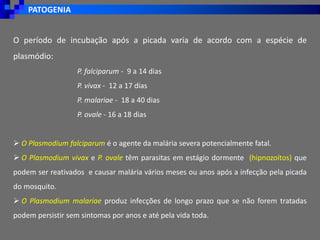PATOGENIA
O período de incubação após a picada varia de acordo com a espécie de
plasmódio:
P. falciparum - 9 a 14 dias
P. vivax - 12 a 17 dias
P. malariae - 18 a 40 dias
P. ovale - 16 a 18 dias
➢ O Plasmodium falciparum é o agente da malária severa potencialmente fatal.
➢ O Plasmodium vivax e P. ovale têm parasitas em estágio dormente (hipnozoítos) que
podem ser reativados e causar malária vários meses ou anos após a infecção pela picada
do mosquito.
➢ O Plasmodium malariae produz infecções de longo prazo que se não forem tratadas
podem persistir sem sintomas por anos e até pela vida toda.
 