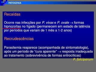 PATOGENIA
P. falciparum
 