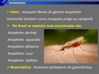 TRANSMISSÃO
➢ Vetor: mosquito fêmea do gênero Anopheles
conhecido também como mosquito prego ou carapanã.
➢ No Brasil as espécies mais encontradas são:
Anopheles darlingi
Anopheles aquasalis
Anopheles albitarsis
Anopheles cruzi
Anopheles bellator
➢ Reservatório: Humanos portadores de gametócitos.
 