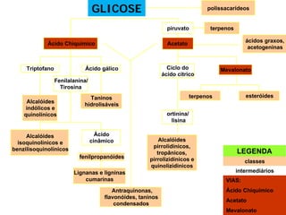 terpenos esteróides
Alcalóides
pirrolidínicos,
tropânicos,
pirrolizidínicos e
quinolizidinicos
Ácido Chiquímico Acetato
Ácido gálico
Fenilalanina/
Tirosina
Triptofano
Taninos
hidrolisáveis
Alcalóides
indólicos e
quinolínicos
Alcalóides
isoquinolínicos e
benzilisoquinolínicos
Ácido
cinâmico
fenilpropanóides
Lignanas e ligninas
cumarinas
Ciclo do
ácido cítrico
Mevalonato
ortinina/
lisina
ácidos graxos,
acetogeninas
piruvato terpenos
Antraquinonas,
flavonóides, taninos
condensados
GLICOSE polissacarídeos
LEGENDA
classes
metabólitosintermediários
VIAS:
Ácido Chiquímico
Acetato
Mevalonato
 