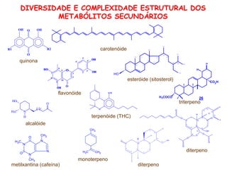 O
O
OH
OH
2
8
10
6
5
3
7
9
2'
3'
4'
5'
6'
OH
HO
O
O H
1
2
3
4
5
6
7
8
9
11
12
13
14
15
16
20
19
18
10
H
O
O
O
O
O
O
O
OH
17
H3COCO
CO2H
29
30
26
O
O
OH OH
R1 R2
1
3
6
810
19 11
14
15
17
18
20
21
22
24
25 26
27
29
HO
7
NH3C
HO
O
H
1
2
3
4
5
6
7
8
9
10
11
12
13
14
15
16
20
19
18
17
H
O OH
N
N
N
N
O
O
CH3
CH3
CH3
CH3
CH2CH3
terpenóide (THC)
alcalóide
metilxantina (cafeína)
flavonóide
esteróide (sitosterol)
triterpeno
diterpeno
carotenóide
diterpeno
monoterpeno
quinona
DIVERSIDADE E COMPLEXIDADE ESTRUTURAL DOS
METABÓLITOS SECUNDÁRIOS
 