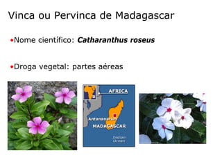 Vinca ou Pervinca de Madagascar
•Nome científico: Catharanthus roseus
•Droga vegetal: partes aéreas
 