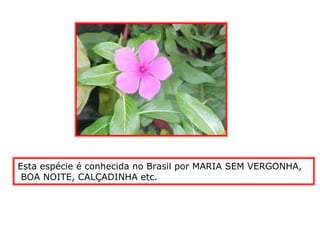 Esta espécie é conhecida no Brasil por MARIA SEM VERGONHA,
BOA NOITE, CALÇADINHA etc.
 