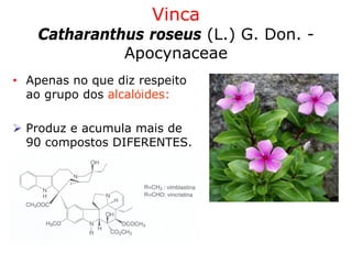Vinca
Catharanthus roseus (L.) G. Don. -
Apocynaceae
• Apenas no que diz respeito
ao grupo dos alcalóides:
Produz e acumula mais de
90 compostos DIFERENTES.
 