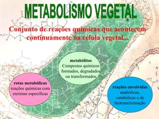 O
O
O
H
OH
H
H CHO H
CH3
OH
H H
H
CH3
OH
O
O
H
CH3
O
O
O
O
H
OH
H
H CHO H
CH3
OH
H H
H
CH3
OH
O
O
H
CH3
O
O
O
O
H
OH
H
H CHO H
CH3
OH
H H
H
CH3
OH
O
O
H
CH3
O
O
O
O
H
OH
H
H CHO H
CH3
OH
H H
H
CH3
OH
O
O
H
CH3
O
O
O
O
H
OH
H
H CHO H
CH3
OH
H H
H
CH3
OH
O
O
H
CH3
O
O
O
O
H
OH
H
H CHO H
CH3
OH
H H
H
CH3
OH
O
O
H
CH3
O
rotas metabólicas
reações químicas com
enzimas específicas
metabólitos
Compostos químicos
formados, degradados
ou transformados
reações envolvidas
anabólicas,
catabólicas e de
biotransformação
Conjunto de reações químicas que acontecem
continuamente na célula vegetal...
 