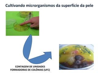 Cultivando microrganismos da superfície da pele CONTAGEM DE UNIDADES FORMADORAS DE COLÔNIAS (UFC) 