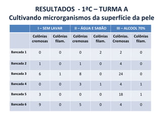 RESULTADOS  - 1ªC – TURMA A Cultivando microrganismos da superfície da pele I – SEM LAVAR II – ÁGUA E SABÃO III – ALCOOL 70% Colônias cremosas Colônias filam. Colônias cremosas Colônias filam. Colônias. Cremosas Colônias filam. Bancada 1 0 0 0 2 2 0 Bancada 2 1 0 1 0 4 0 Bancada 3 6 1 8 0 24 0 Bancada 4 0 0 3 1 4 1 Bancada 5 3 0 0 0 18 1 Bancada 6 9 0 5 0 4 0 