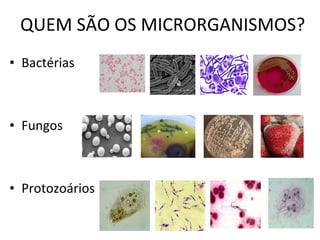 QUEM SÃO OS MICRORGANISMOS? Bactérias Fungos Protozoários 