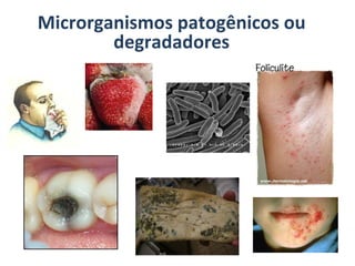 Microrganismos patogênicos ou degradadores 