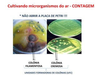 Cultivando microrganismos do ar - CONTAGEM * NÃO ABRIR A PLACA DE PETRI !!! COLÔNIA FILAMENTOSA COLÔNIA CREMOSA UNIDADES FORMADORAS DE COLÔNIAS (UFC) 