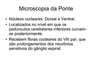 Microscopia da Ponte Núcleos cocleares: Dorsal e Ventral. Localizados no nível em que os pedúnculos cerebelares inferiores curvam-se posteriormente. Recebem fibras cocleares do VIII par, que são prolongamentos dos neurônios sensitivos do gânglio espiral.  