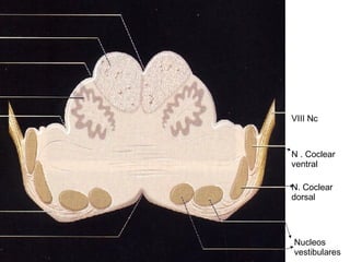 N . Coclear ventral N. Coclear dorsal Nucleos vestibulares VIII Nc 