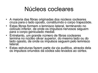 Núcleos cocleares A maioria das fibras originadas dos núcleos cocleares cruza para o lado oposto, constituíndo o corpo trapezóide.  Estas fibras formam o lemnisco lateral, terminando no colículo inferior, de onde os impulsos nervosos seguem para o corpo geniculado medial. Entretanto, um grande número de fibras cocleares termina no núcleo olivar superior, do mesmo lado ou do lado oposto, de onde os impulsos seguem pelo lemnisco lateral. Estas estruturas fazem parte da via auditiva, através dela os impulsos oriundos da cóclea são levados ao córtex. 