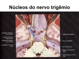 Núcleos do nervo trigêmio 