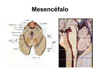 Mesencéfalo 