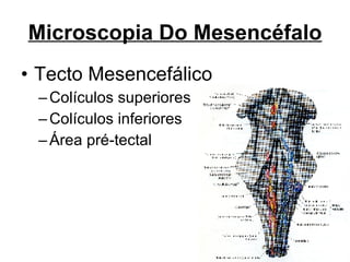 Microscopia Do Mesencéfalo Tecto Mesencefálico Colículos superiores Colículos inferiores Área pré-tectal 