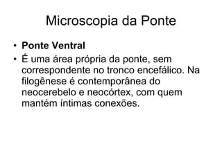 Microscopia da Ponte Ponte Ventral É uma área própria da ponte, sem correspondente no tronco encefálico. Na filogênese é contemporânea do neocerebelo e neocórtex, com quem mantém íntimas conexões. 