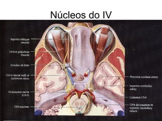Núcleos do IV 