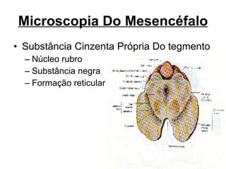 Microscopia Do Mesencéfalo Substância Cinzenta Própria Do tegmento Núcleo rubro Substância negra Formação reticular 
