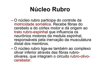 Núcleo Rubro O núcleo rubro participa do controle da  motricidade somática . Recebe fibras do cerebelo e do córtex motor e dá origem ao  trato rubro-espinhal  que influencia os neurônios motores da medula espinhal, responsáveis pela inervação da musculatura distal dos membros.  O núcleo rubro liga-se também ao complexo olivar inferior através das fibras rubro-olivares, que integram o circuito  rubro-olivo-cerebelar . 