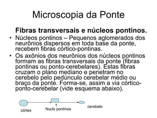 Microscopia da Ponte Fibras transversais e núcleos pontinos. Núcleos pontinos – Pequenos aglomerados dos neurônios dispersos em toda base da ponte, recebem fibras córtico-pontinas.  Os axônios dos neurônios dos núcleos pontinos formam as fibras transversais da ponte (fibras pontinas ou ponto-cerebelares). Estas fibras cruzam o plano mediano e penetram no cerebelo pelo pedúnculo cerebelar médio ou braço da ponte. Forma-se, assim a via córtico-ponto-cerebelar (vide esquema abaixo). córtex Nucls pontinos cerebelo 