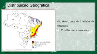 Distribuição Geográfica 
Fonte: GT-Esquistossomose/CGVEP/CDTV/CENEPI/FUNASA/MS 
•No Brasil, cerca de 7 milhões de 
infectados; 
• E 25 milhões em áreas de risco 
 